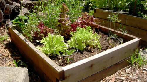 DIY, American Made, Heritage, Raised Garden Bed, Rustic, Sustainability, permaculture, heirloom, gardening, reclaimed wood, homegrown, backyard, DIY raised garden beds, durable, eco friendly, urban garden