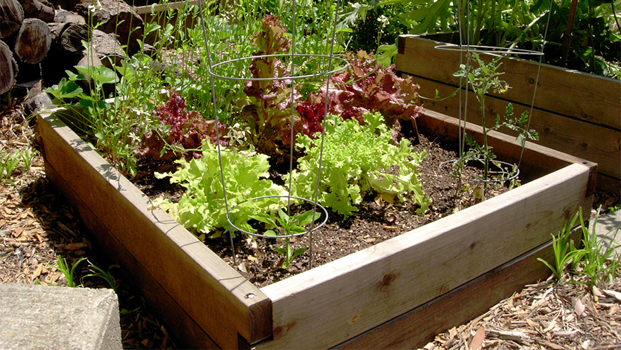 Remarkable Website - Medicinal Garden Kit Review Will Help You Get There