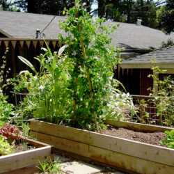 Heritage-inspired, DIY American-made chicken coop plans crafted from reclaimed redwood and cedarwood, perfect for sustainable urban gardens and backyard chickens. This rustic, durable hen house promotes eco-friendly permaculture practices with a focus on authenticity and homegrown produce. Ideal for creating a chicken run, raised garden beds, and a self-sustaining, heirloom-style backyard garden