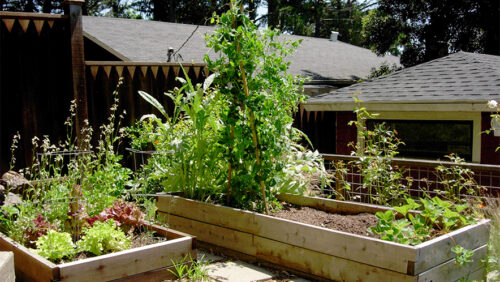 Raised Bed Vegetable Garden