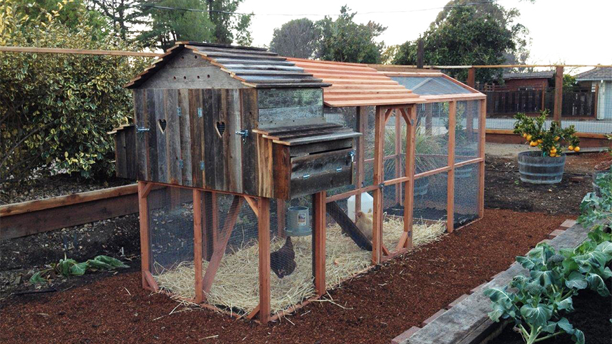 Large rustic chicken coop with attached run, featuring weathered wood siding, a sloped roof, and garden integration—ideal for backyard homesteading and urban farming.