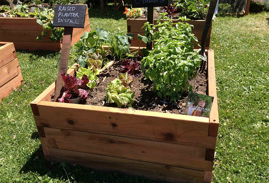 Raised cedar planter box filled with organic herbs and leafy greens, ideal for small-space gardening, DIY raised bed setups, and urban homesteading—featured by UrbanGardenWorkshop.com