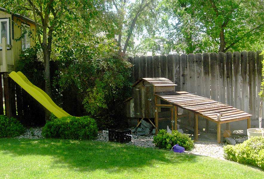 Compact backyard chicken coop with extended run, nestled along a wooden fence in a shaded garden—ideal for small-scale poultry keeping and suburban homesteading.