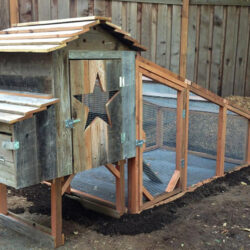 Western-themed backyard chicken coop with rustic wood siding, star cutout, and integrated run—perfect for DIY poultry housing, small flock management, and farmhouse-style homesteading.